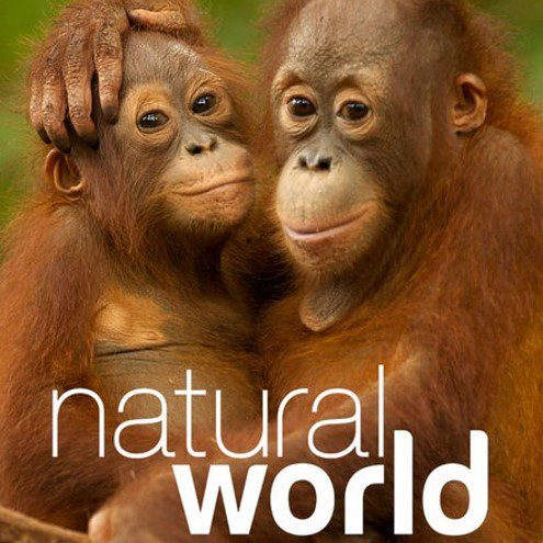 Natural World - monkey poster